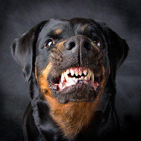 Contact a Brownsville Dog Bite Lawyer if you have 

been attacked or bitten by a dog.